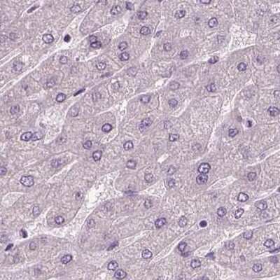 Immunohistochemistry-Paraffin: Nociceptin Antibody [NBP2-58314]