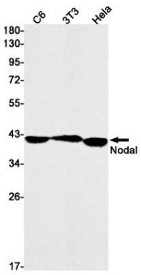 Western Blot: Nodal Antibody (S06-5A3) [NBP3-15068]