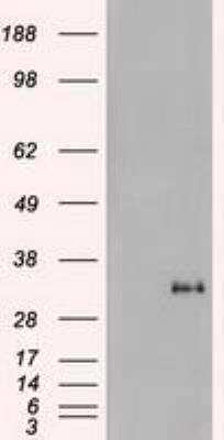 Western Blot: Noggin Antibody (OTI1H8) [NBP1-47881]