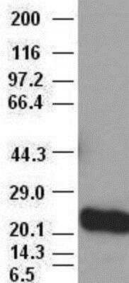 Western Blot: Noggin Antibody (OTI1H8) [NBP1-47881]