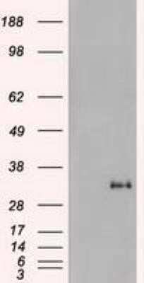 Western Blot: Noggin Antibody (OTI1H8)Azide and BSA Free [NBP2-73030]