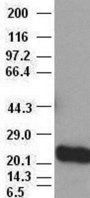 Western Blot: Noggin Antibody (OTI1H8)Azide and BSA Free [NBP2-73030]