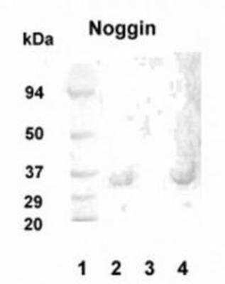 Western Blot: Noggin AntibodyBSA Free [NB100-93547]