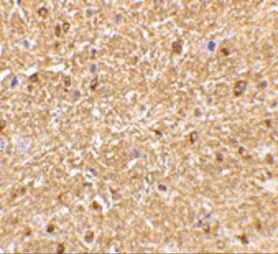 Immunohistochemistry-Paraffin: Nogo-A Antibody - BSA Free [NBP2-41070]