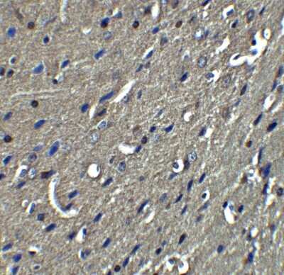 Immunohistochemistry-Paraffin: Nogo-A Antibody - BSA Free [NBP2-41071]