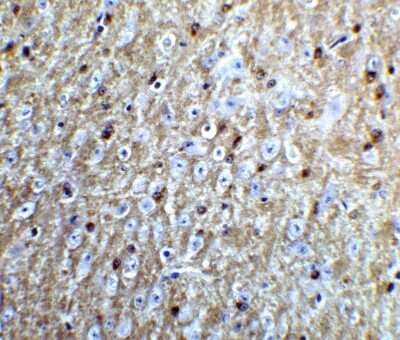 Immunohistochemistry-Paraffin: Nogo-A Antibody - BSA Free [NBP2-41071]