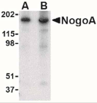 Western Blot: Nogo-A AntibodyBSA Free [NBP2-41070]