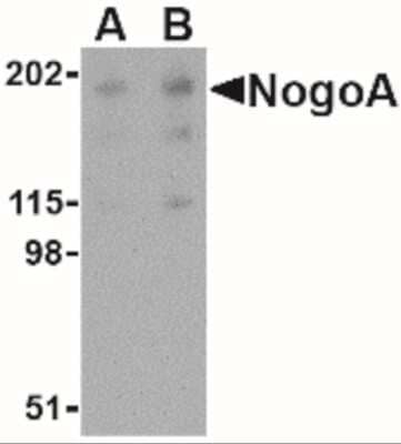 Western Blot: Nogo-A AntibodyBSA Free [NBP2-41071]