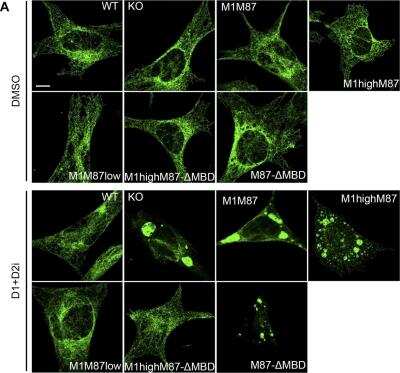 Immunocytochemistry/ Immunofluorescence: Nogo Antibody [NB100-56681]