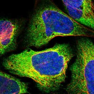 Immunocytochemistry/ Immunofluorescence: Nogo Antibody [NBP2-47354]