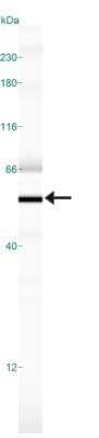 Simple Western: Nogo Antibody [NB100-56681]