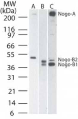 Western Blot: Nogo Antibody [NB100-56681]