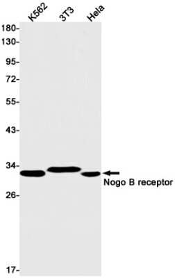 Western Blot: Nogo B receptor Antibody (S01-3K8) [NBP3-15069]