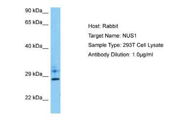 Western Blot: Nogo B receptor Antibody [NBP2-85390]