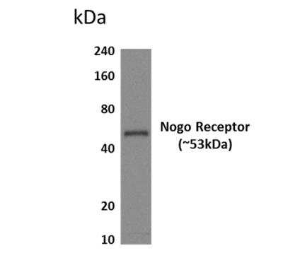 Western Blot: Nogo Receptor/NgR Antibody (MM0493-6H43)Azide and BSA Free [NBP2-11823]