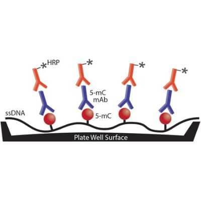 ELISA: 5-MethylCytosine ELISA Kit (Colorimetric) [NBP2-62131]