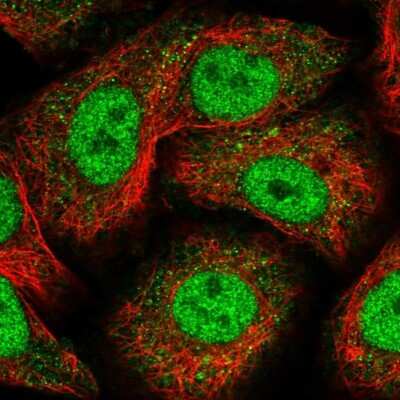 Immunocytochemistry/ Immunofluorescence: Nope/IGDCC4 Antibody [NBP1-92195]