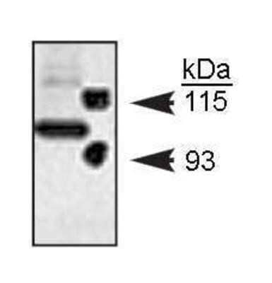 Western Blot: Notch-1 Antibody(Cleaved N terminal) [NB300-251]