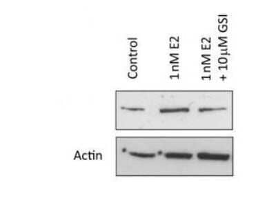 Western Blot: Notch-1 Antibody(Cleaved N terminal) [NB300-251]