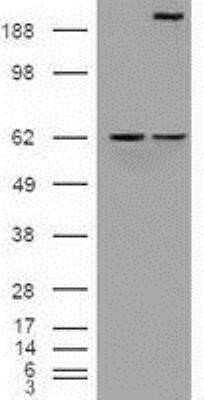 Western Blot: Notch-1 Antibody (OTI3E12)Azide and BSA Free [NBP2-73042]