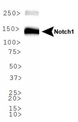 Western Blot: Notch-1 AntibodyBSA Free [NBP1-78292]