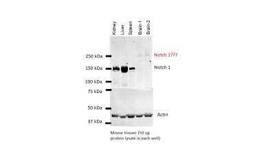 Western Blot: Notch-1 AntibodyBSA Free [NBP1-78292]