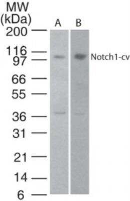 Western Blot: Notch-1 Antibody [NBP2-24771]