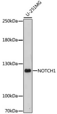 Western Blot: Notch-1 AntibodyAzide and BSA Free [NBP2-95105]