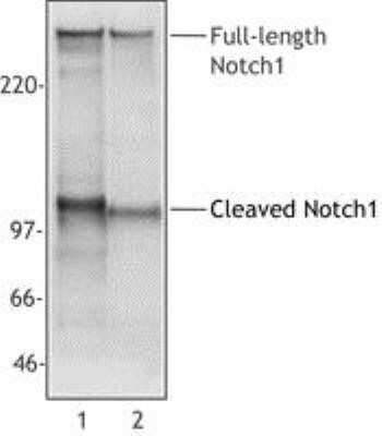 Western Blot: Notch-1 Antibody (mN1A)Azide and BSA Free [NBP2-80884]