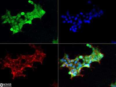 Immunocytochemistry/ Immunofluorescence: Notch-1 Antibody (mN1A) - BSA Free [NB100-78486]