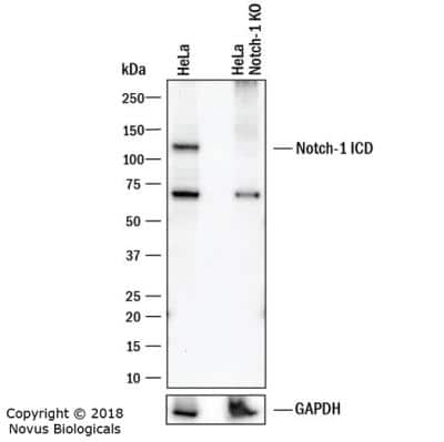 Knockout Validated: Notch-1 Antibody (mN1A) - BSA Free [NB100-78486]