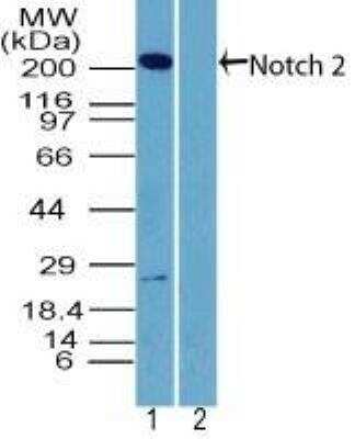 Western Blot: Notch-2 AntibodyAzide and BSA Free [NBP2-77072]