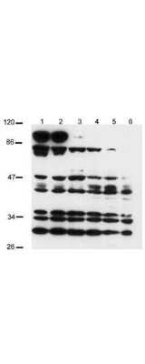 Western Blot: Notch-2 Antibody [NB600-879]