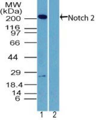 Western Blot: Notch-2 Antibody [NBP2-27347]