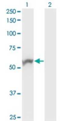 Western Blot: Nova1 Antibody (3F7) [H00004857-M12]