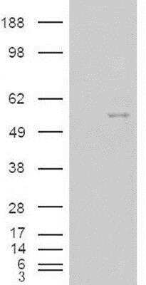 Western Blot: Nova1 Antibody [NBP1-00221]