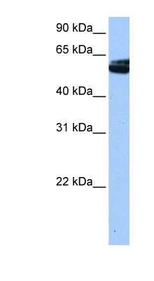 Western Blot: Nova1 Antibody [NBP1-57397]