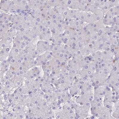 Immunohistochemistry-Paraffin: Nova2 Antibody [NBP1-92196]