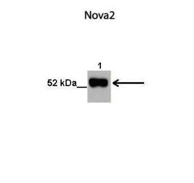 Western Blot: Nova2 Antibody [NBP2-85393]