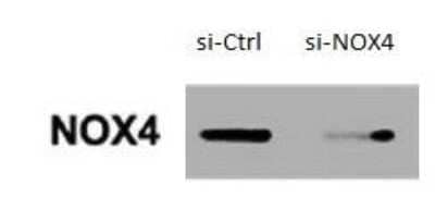 Knockdown Validated: Nox4 Antibody - BSA Free [NB110-58849]