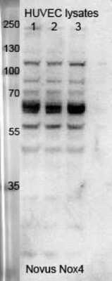 Western Blot: Nox4 AntibodyBSA Free [NB110-58849]
