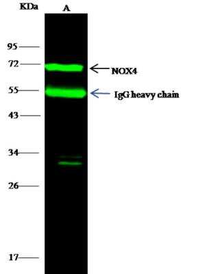 Immunoprecipitation: Nox4 Antibody [NBP2-99108]