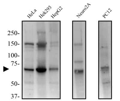 Western Blot: Nox4 AntibodyBSA Free [NB110-58851]