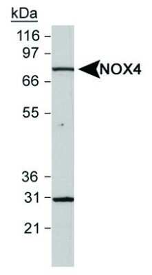 Western Blot: Nox4 AntibodyBSA Free [NB110-58851]
