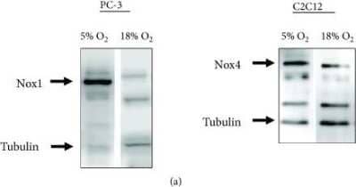 Western Blot: Nox4 AntibodyBSA Free [NB110-58851]