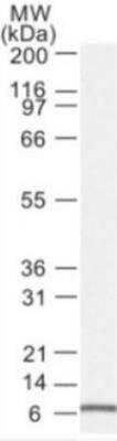 Western Blot: Noxa Antibody (114C307.1)Azide Free [NBP2-33250]