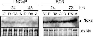 Western Blot: Noxa Antibody (114C307.1)Non-Recombinant Monoclonal [NB600-1159]