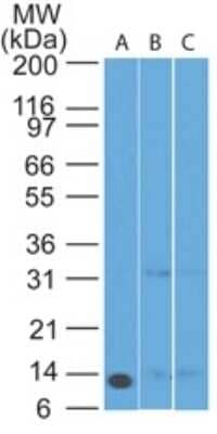 Western Blot: Noxa Antibody (69N15C9)Azide Free [NBP2-25266]