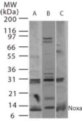 Western Blot: Noxa Antibody [NB100-56368]