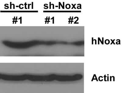 Western Blot: Noxa Antibody [NB100-56368]